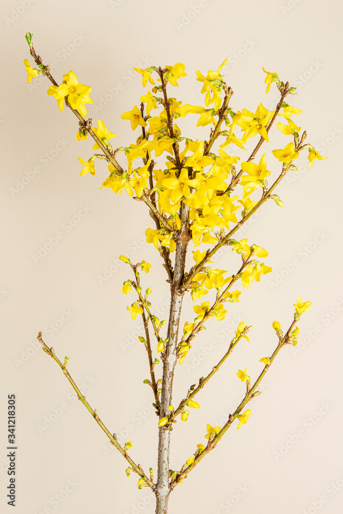 Blooming forsythia flowers