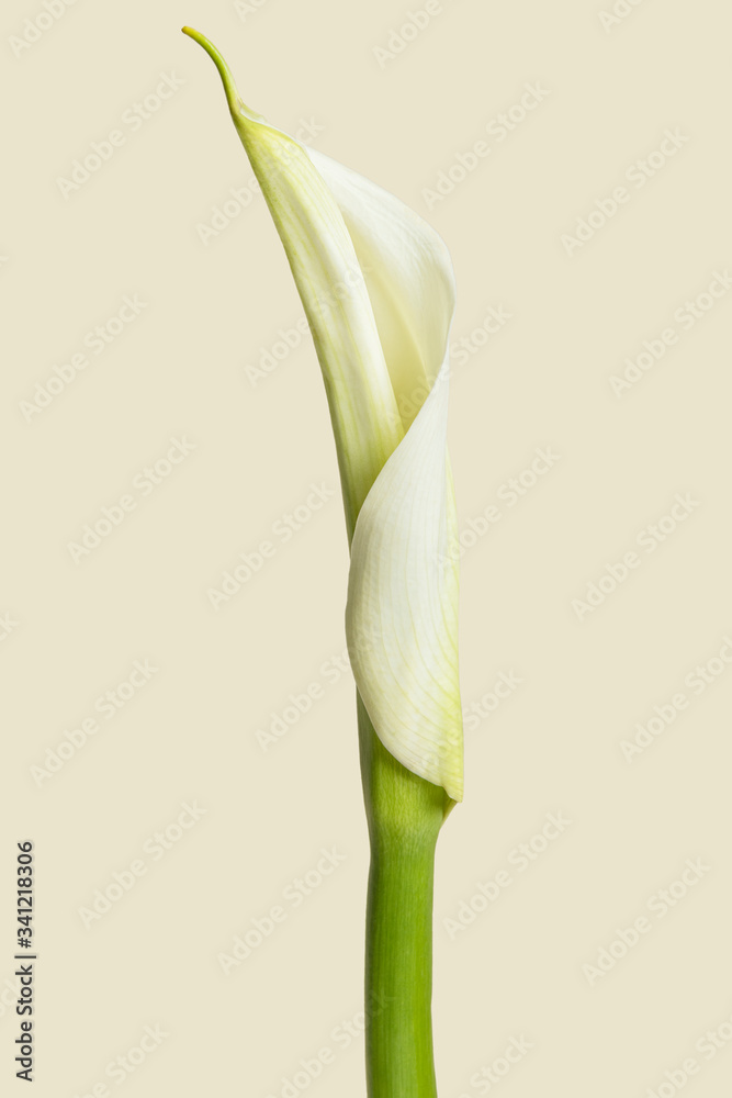 White lily flower mockup