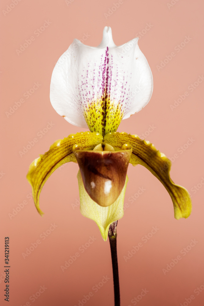 Close up of white Cymbidium Orchid on pink background