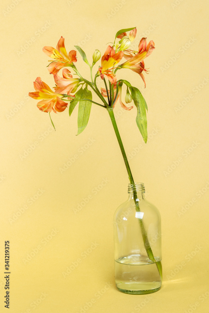 玻璃瓶中的天然橙色Alstroemeria HipHop花