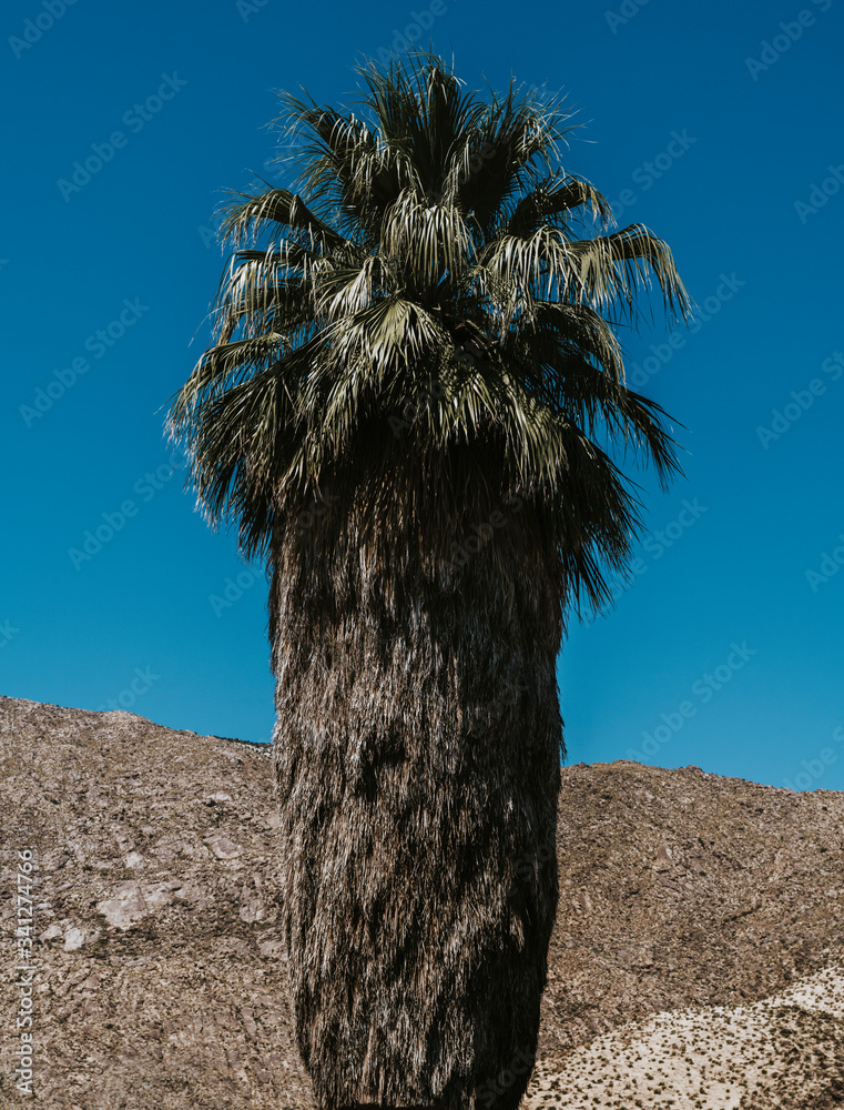 Palm tree in the desert