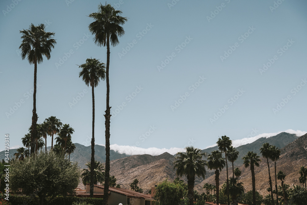 Palm trees in California