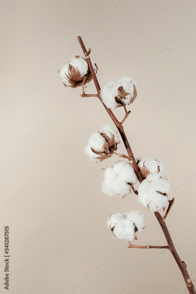 Dried natural cotton branch isolated on beige background