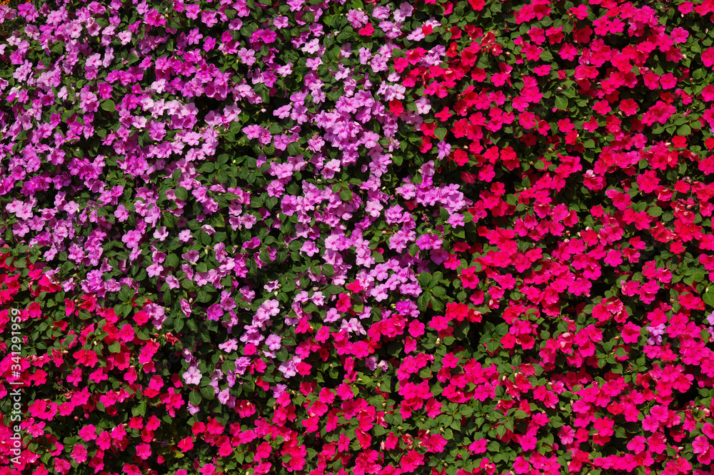 flowers background bright and colorful