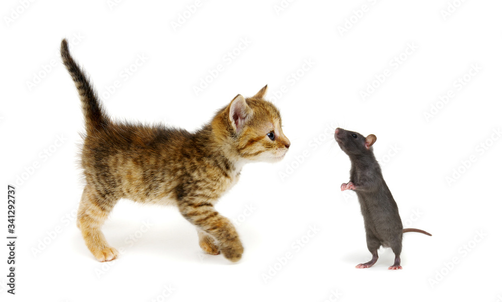 Playful kitten and rat