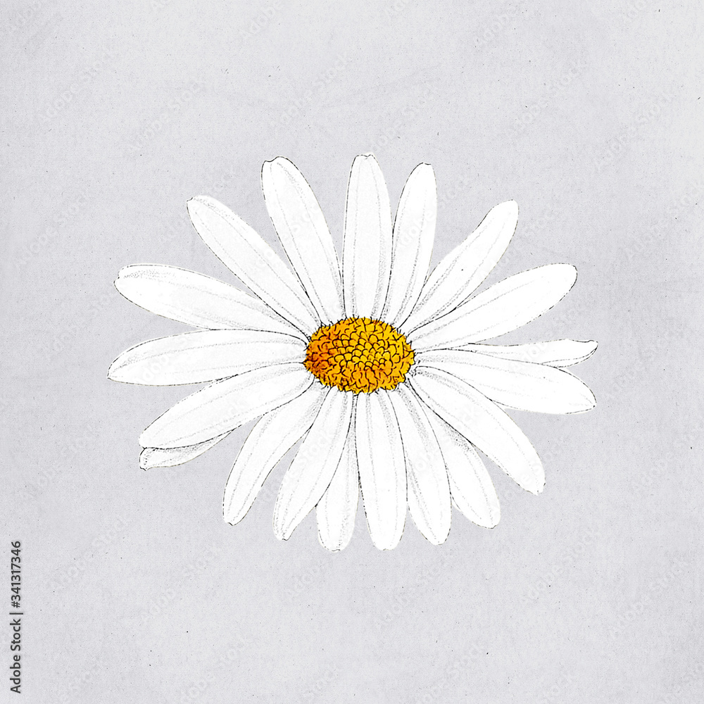 Beautiful Daisy flower template