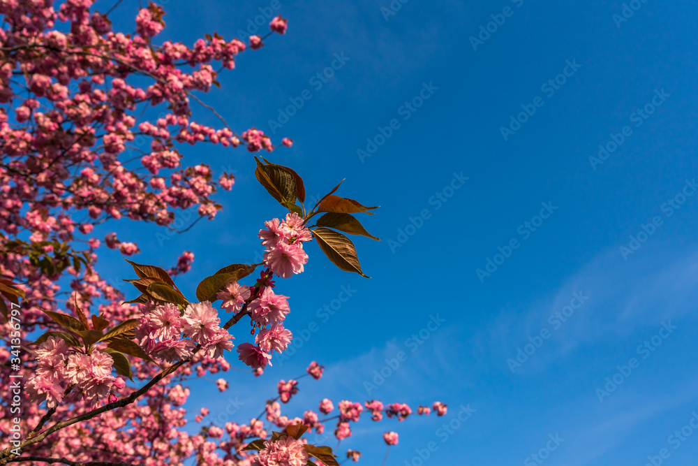 Pink cherry blossom in spring