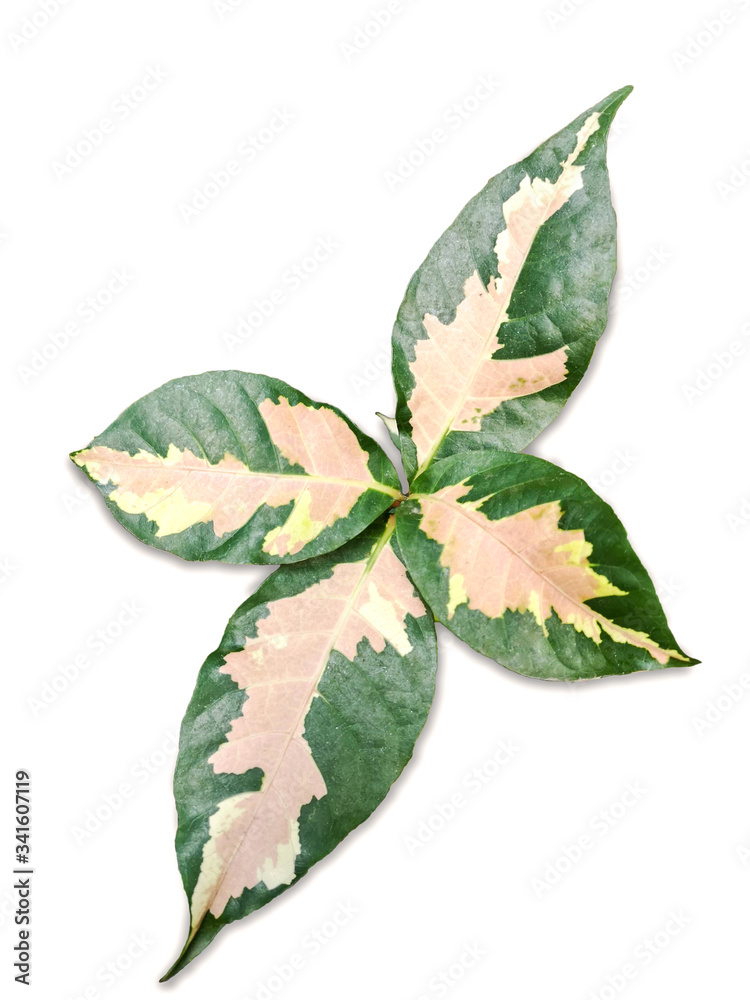 Spotted betel leaves isolated on a white background