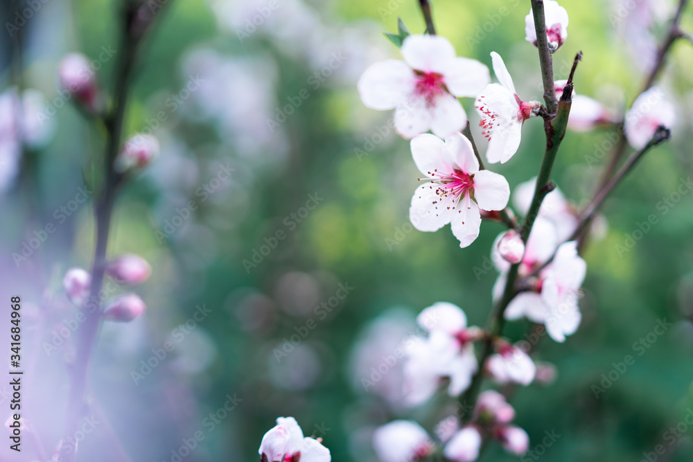 Pink peach blossom in spring