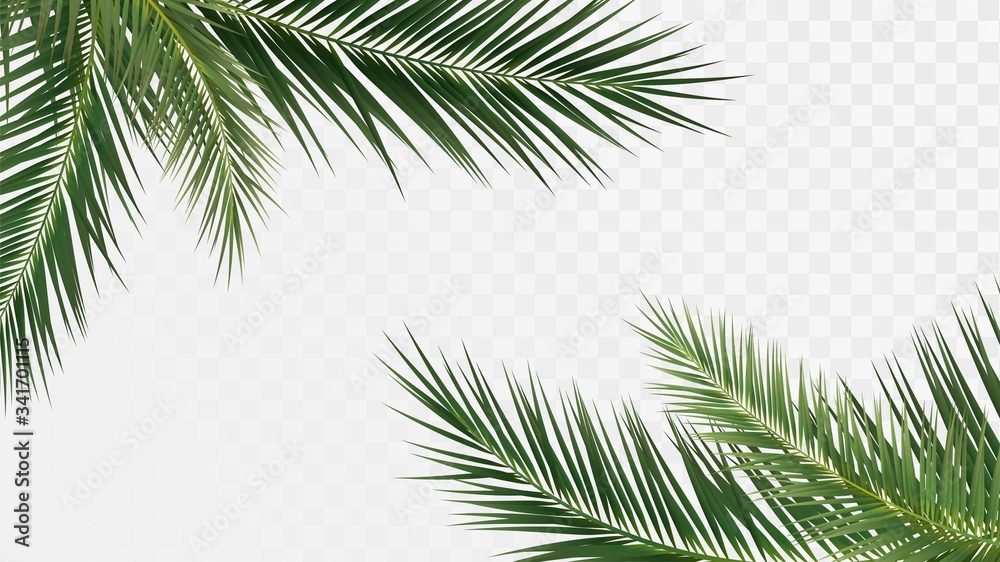 Palm branches in the corners, tropical plants decoration elements