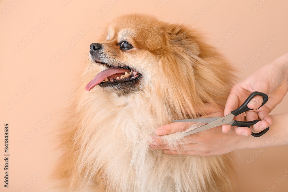 Female groomer taking care of cute dog on color background