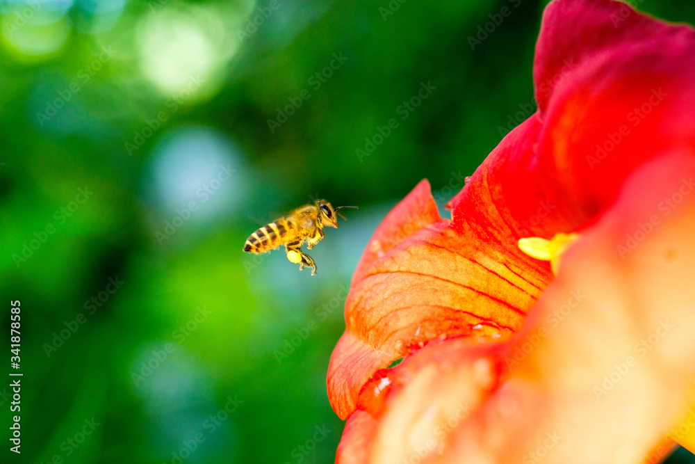 Bee collecting pollen at orange flower. Bee flying over the orange flower in blur background