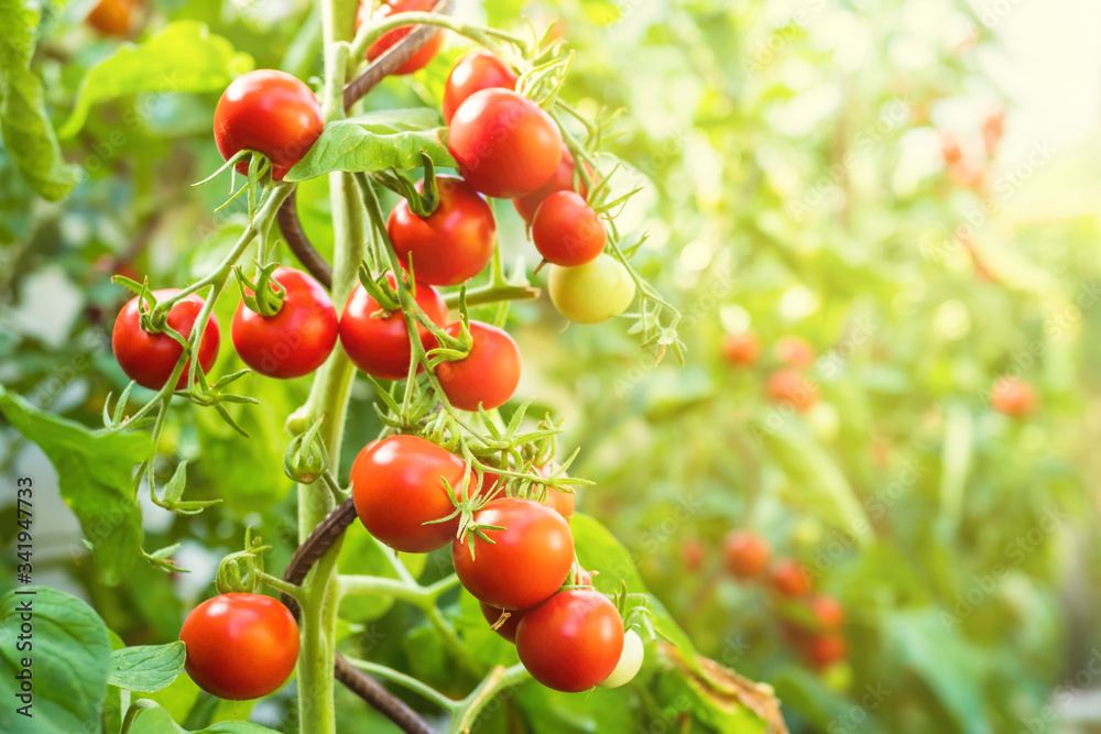 Fresh bunch of red ripe and unripe natural tomatoes growing on a branch in homemade greenhouse. Blur