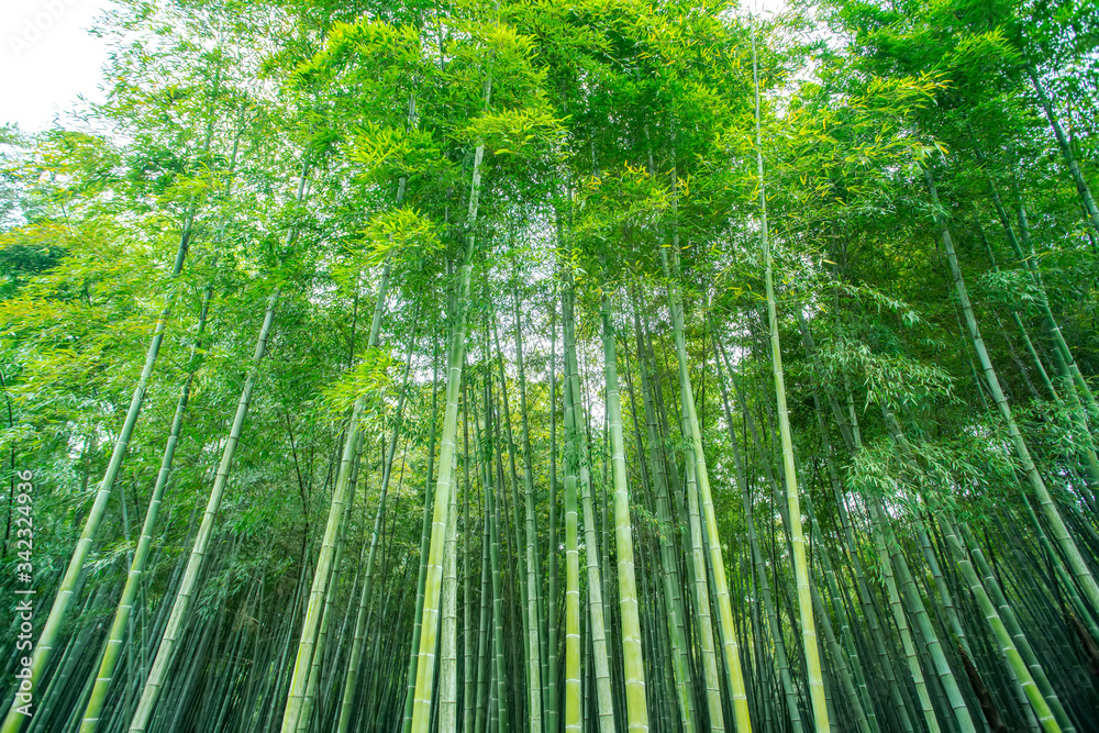 阳光绿竹林