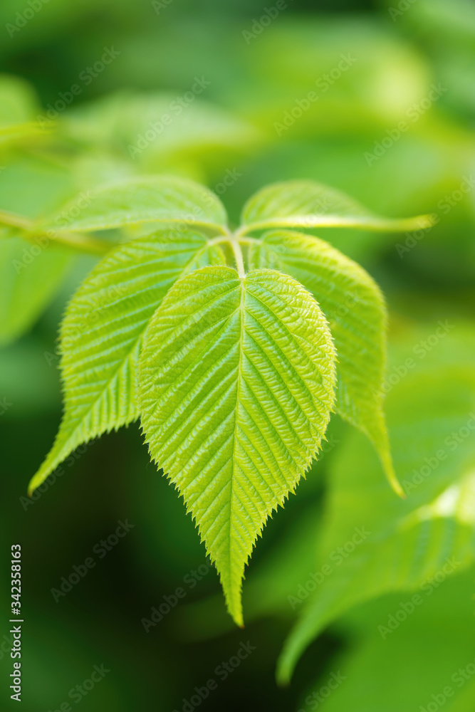 黑莓的绿叶，表面细腻，纹理清晰。特写。低景深，bl