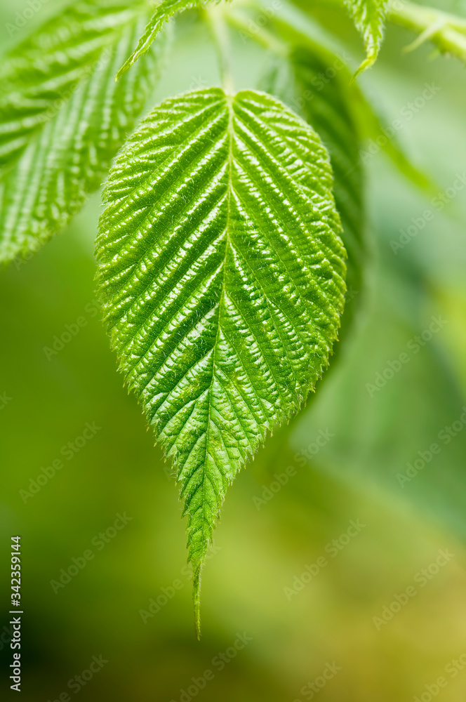 黑莓的绿叶，表面细腻，纹理清晰。特写。低景深，bl