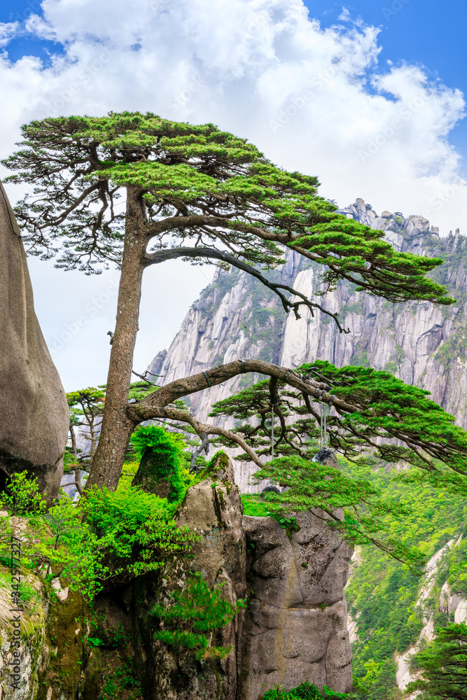 中国安徽黄山的松树迎客。它是黄山风景区的地标。