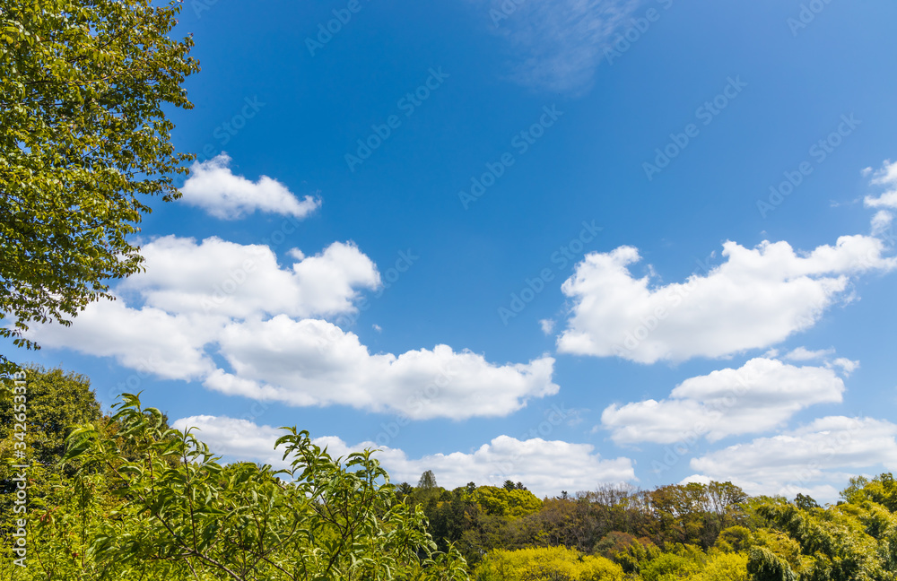 瑞々しい新緑の木と空