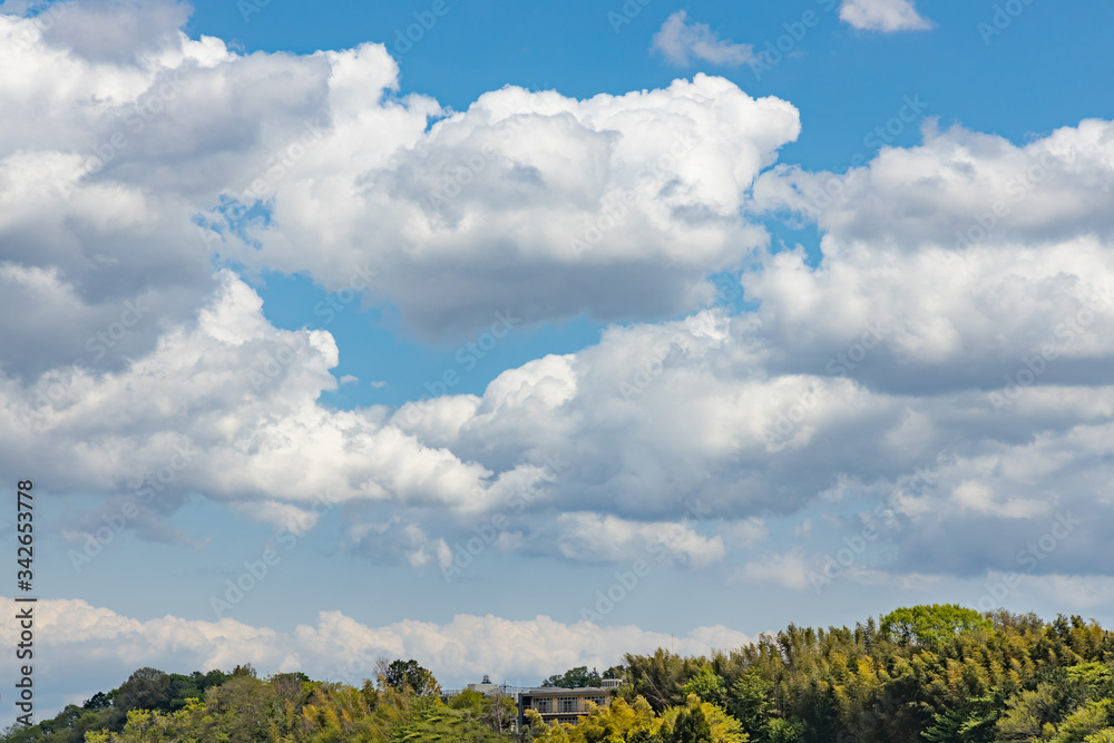 瑞々しい新緑の木と空