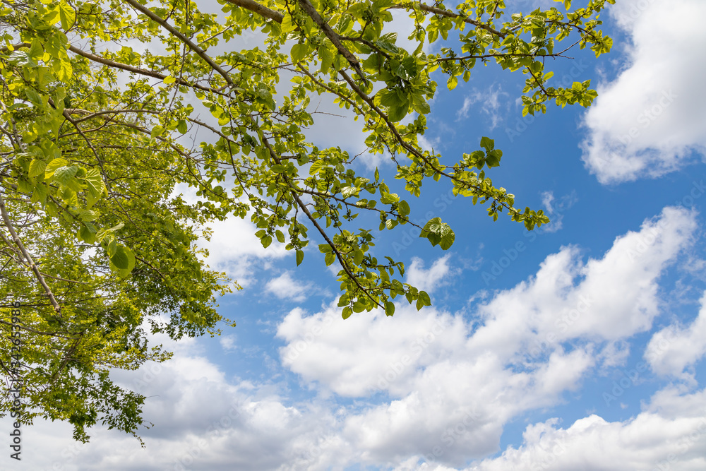 瑞々しい新緑の木と空