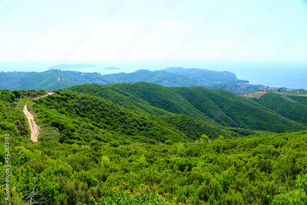 希腊爱琴海岛屿上的绿色植物