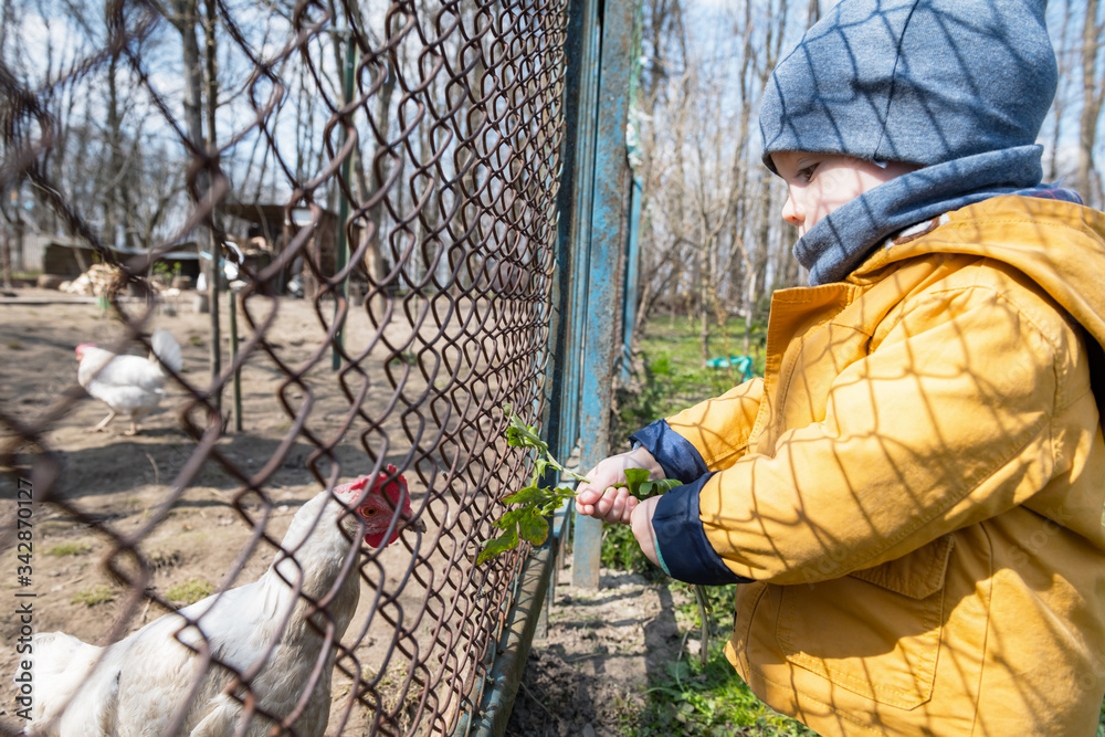 Little boy feeds the chickens through the grate in the spring garden