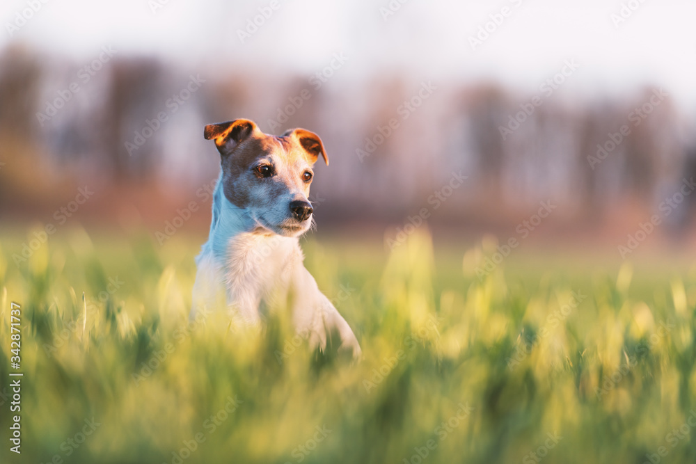 Jack russel terrier on green field. Happy Dog with serious gaze