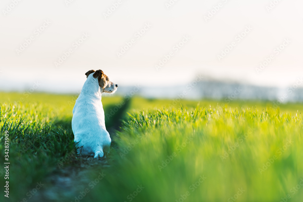 Jack russel terrier on green field on sunset time. Happy Dog with serious gaze