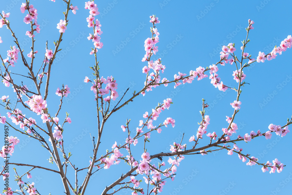 春天特写，蓝天背景下树枝上的粉红色桃花。自然摄影