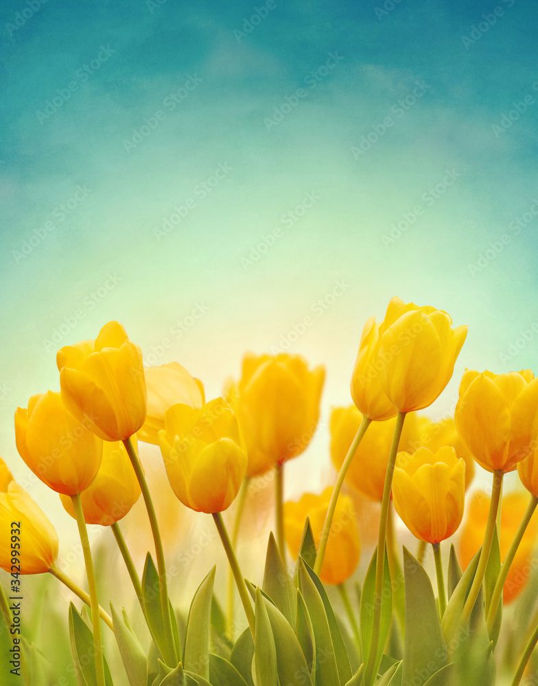 Beautiful Spring background with yellow tulips on blue sky. Concept of spring or summer