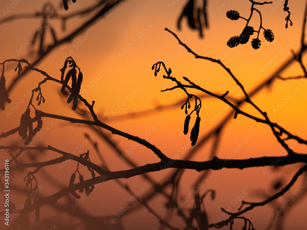 Silhouettes of alder branches at sunrise. Nature background