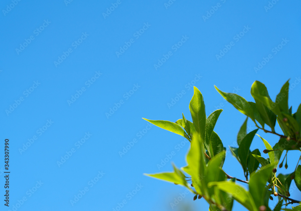 Blue sky and fresh green background