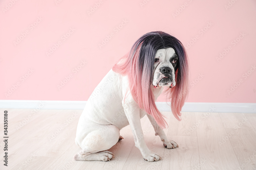 Funny dog in wig near color wall