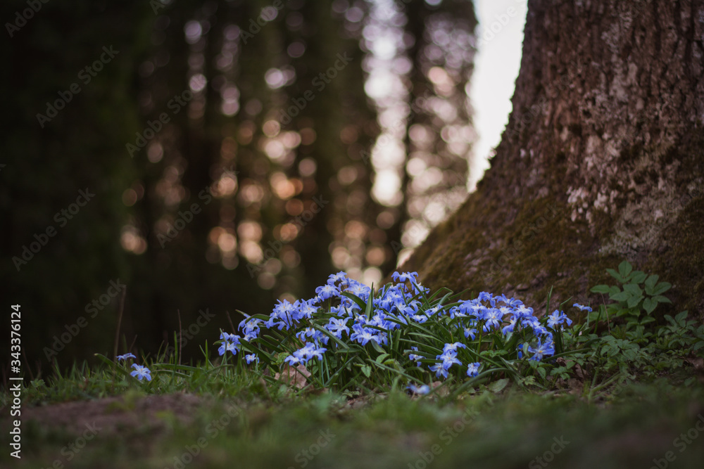 Blue spring flowers near a tree trunk. Golden hour backlighting from the Sun