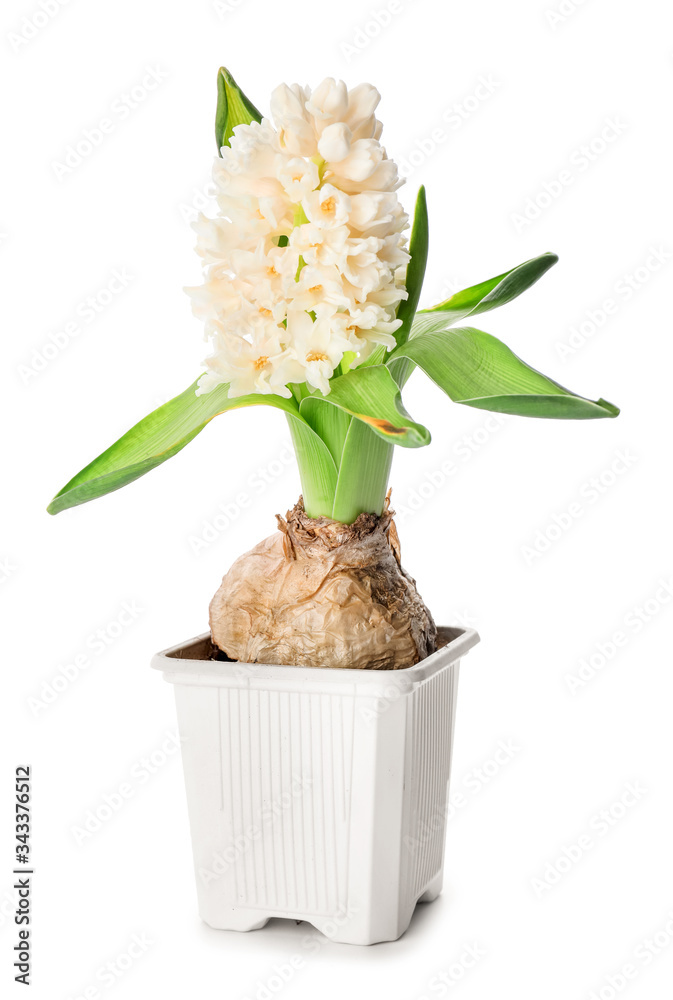 Beautiful hyacinth plant in pot on white background