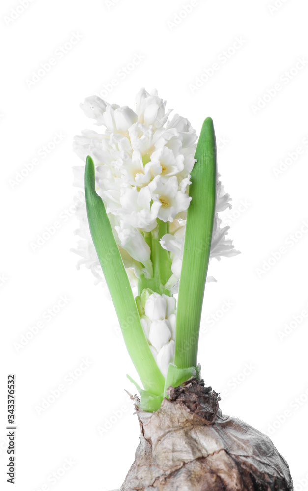 Beautiful hyacinth plant on white background