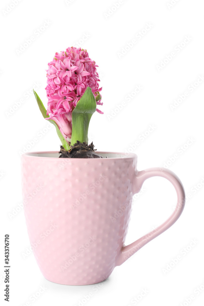 Beautiful hyacinth plant on white background