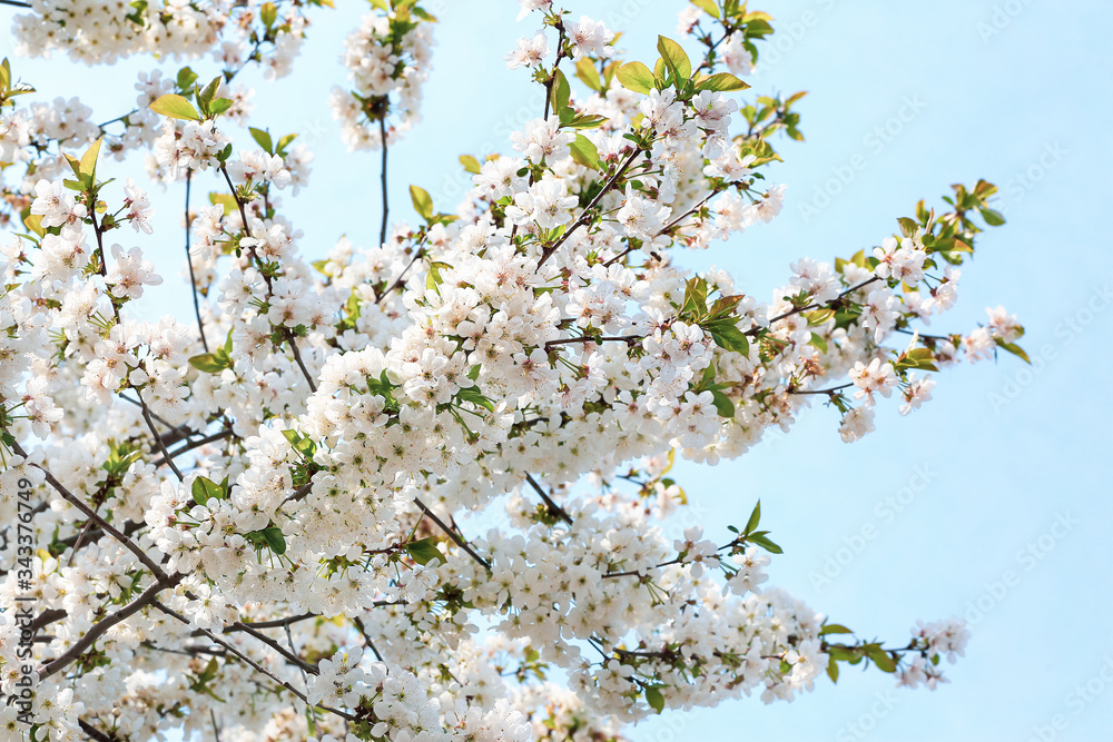 Beautiful blossoming tree on spring day