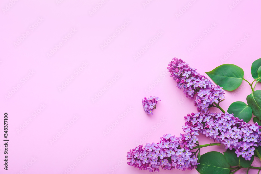 Beautiful lilac flowers on color background