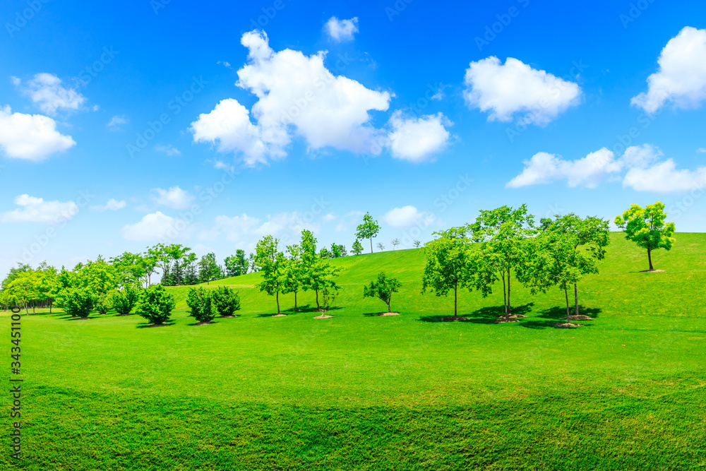 Green grass and tree on a sunny day.