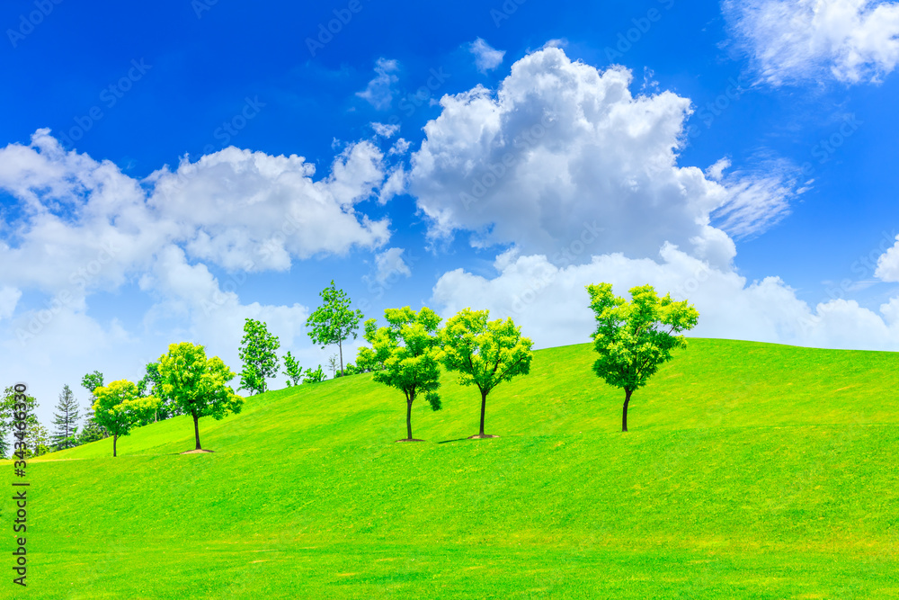 Green grass and tree on a sunny day.