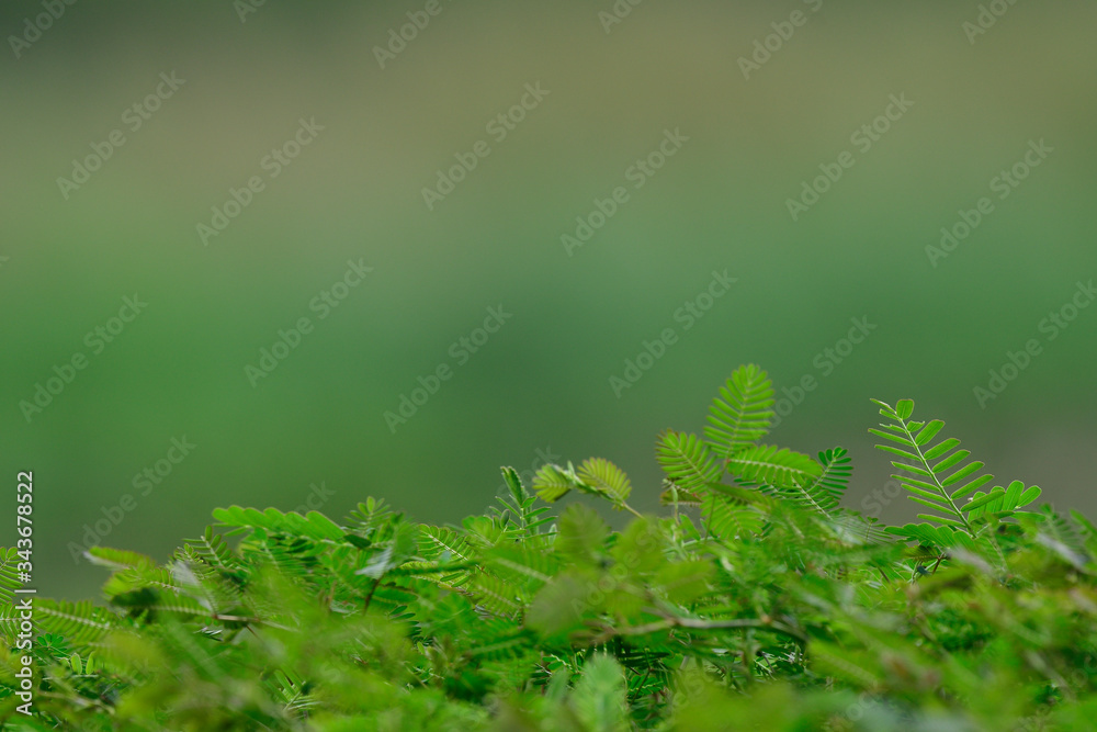 大自然的触摸，前景是绿色的植物叶子，构图是模糊的背景，自然的背景