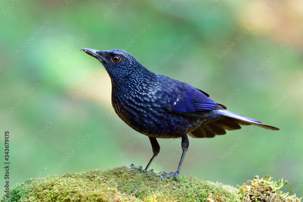 蓝哨画眉（Myophonus caeruleus）黑色嘴唇，栖息在绿色苔藓岩石上。