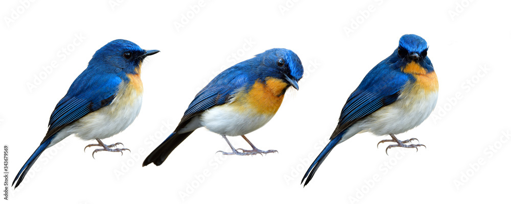 Collection of Blue bird isolated on white background in different manners and lovely stances, exotic