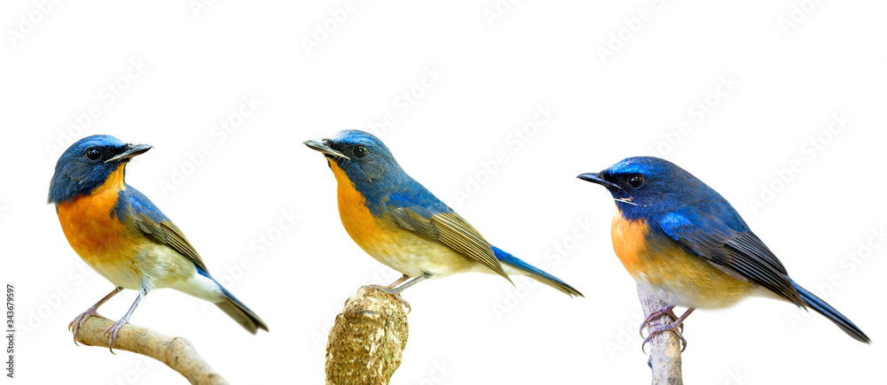 Collection of fascinated blue and orange birds perching with different stances isolated on white bac