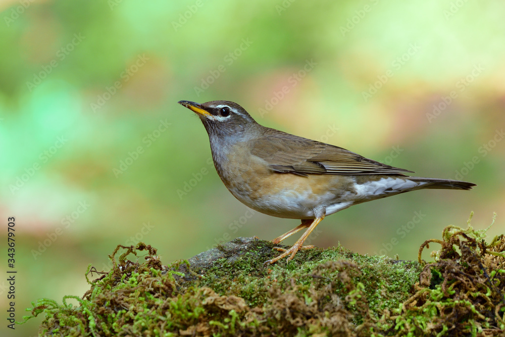 眼眉画眉（Turdus obscurus）迁徙的灰色到黄色的鸟，脸上有白线站立