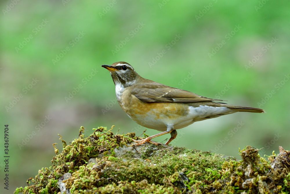 眉眉画眉（Turdus obscurus）美丽的棕色到灰色的鸟，脸上骄傲地挂着白色的阴影