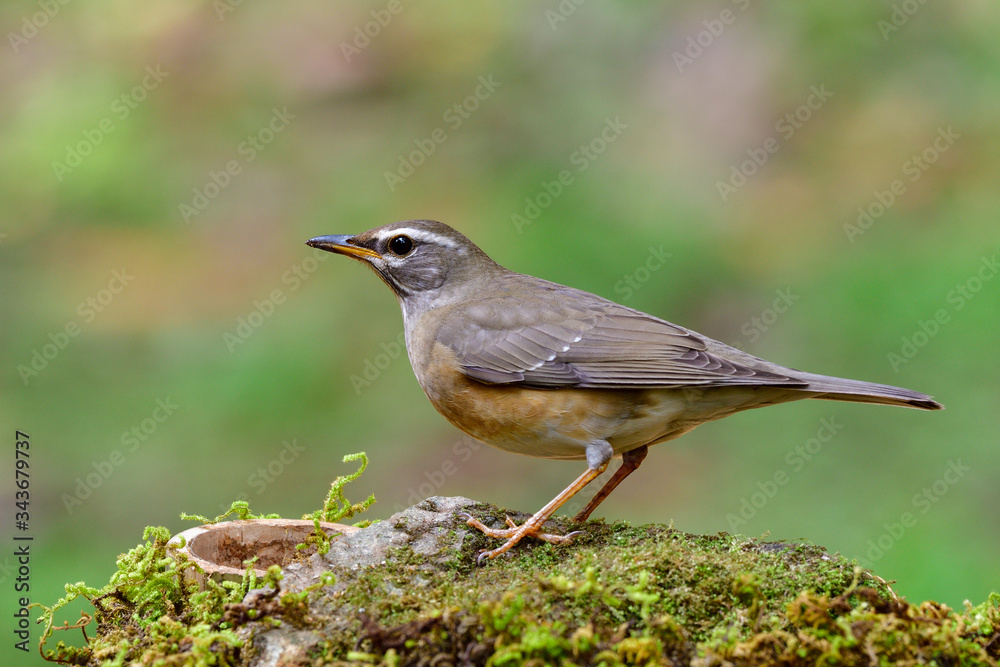 栖息在花园里的喂食站上的图尔迪达科的眉眉画眉鸟（Turdus obscurus）