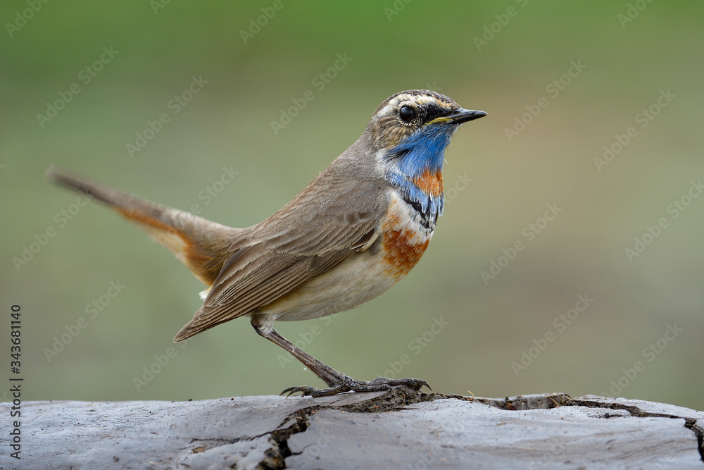 Lovely brown bird with bright blue neck wagging tail while standing on flat dirt floor over fine gre