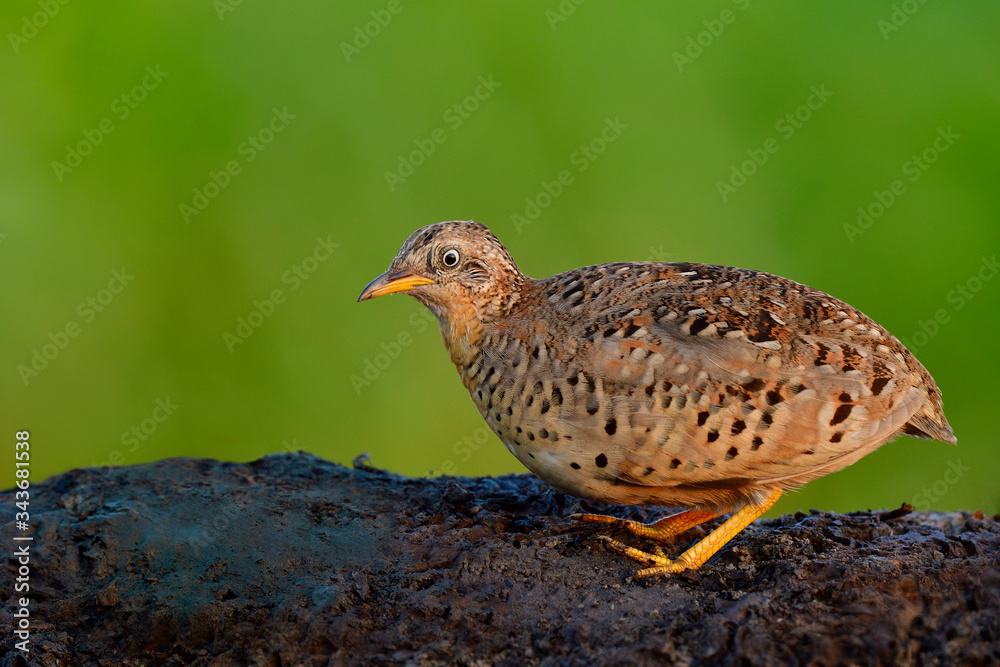 Male of Yellow-legged buttonquail (Turnix tanki) beautiful camouflage brown with yellow legs standin